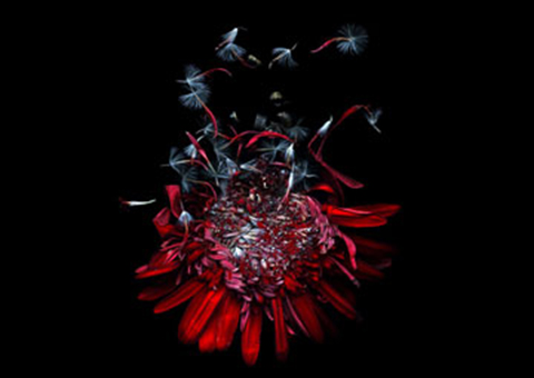 Justyna Zet, Hortus Persephone, 2006 